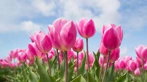 5120 x 3200 5k 1985. In The Pink Desktop Background Uhd 4k 3840 X 2160 Px