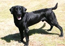 Labrador Siyah Kopek Cinsleri