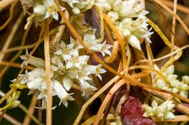 Image result for Cuscuta
