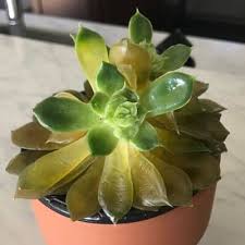 I noticed that my cactus had become soft to the touch and had began turning yellowish, so i bought a plant light, thinking it was too cold or not receiving enough light the stock, the green bottom part, has rotted away, it is dead. Succulent Leaves Turning Yellow And Soft 3 Causes Remedies Succulent Alley