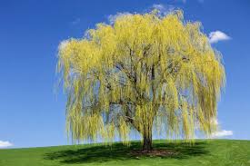 Check spelling or type a new query. Interesting Facts About Weeping Willow Trees Lovetoknow