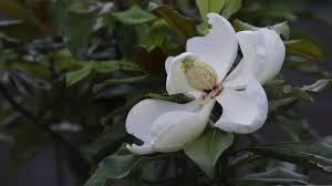The 'southern charm' magnolia bush grows best as a specimen plant. Magnolia Bloom Life Cycle Youtube