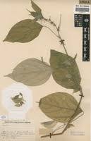 Image result for Pouzolzia guineensis