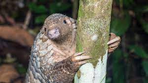 This is an extremely interesting. Pangolin Fakten Uber Die Schuppentiere Wwf Blog