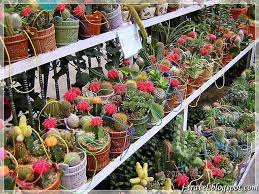 The cameron highlands is one of malaysia's most extensive hill stations. My Trips Cactus Valley Brinchang Cameron Highland Cactus Cactus Planter Cactus Garden