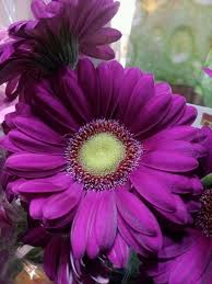 Pin By Carrie Woody On Mobile Pics2 Purple Flowers Daisy Image Gerbera Daisy Bouquet