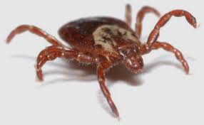 The types of ticks that live in florida and those most encountered are shown in the video. Woman Contracts Lyme Disease On Sanibel Fort Myers Florida Weekly