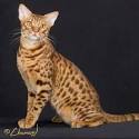 Ocicat Breeders - Fanciers Breeder Referral List ...