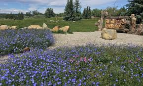 Buy discount flowers for any occasion. Creating A Buzz Native Bee Restoration In Calgary Ser Western Canada