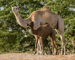 Thick eyebrows shield the eyes from the desert sun. Might Camels Belong On North American Farms Hobby Farms