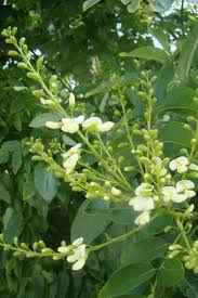 Image result for Styphnolobium