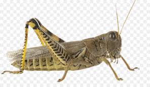 These crickets are omnivorous, although some species are known to be pests of turf because they eat the roots of. Animal Cartoon