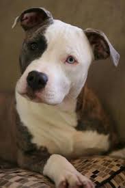 Pitbulls Cute Animals Pitbulls Animals Beautiful