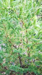 Image result for Suriana maritima