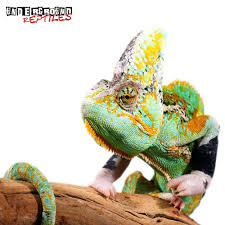 12 Inch Translucent Veiled Chameleon For Sale Underground Reptiles Veiled Chameleon Chameleons For Sale Underground Reptiles