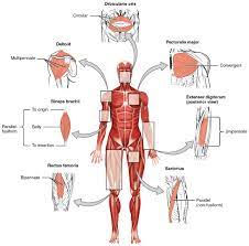 Indicate, using the letters provided, where each muscle group is on the diagram. Interactions Of Skeletal Muscles Their Fascicle Arrangement And Their Lever Systems Anatomy And Physiology