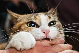 Why Your Cat Grabs Your Hand And Bites You Purr Craze