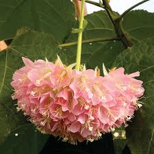 Image result for Dombeya lastii