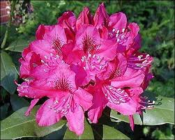 How To Grow And Care For Rhododendrons Hydrangea Care Rhododendron Care Flower Care