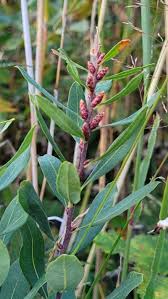 Image result for Myrica salicifolia