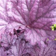 Heuchera X Forever Purple Forever Purple Coral Bells From Prides Corner Farms This showstopper won numerous awards across the united states in both hot and cold climates. prides corner farms