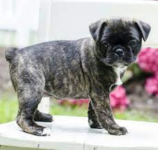 Bugg puppies for sale in ny. Bug Dog Breeders Buggs Are Small Dogs That Are Not Much Cute