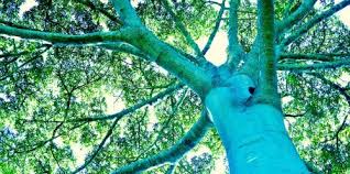We did not find results for: Kearifan Massa 20 Pertanyaan Teratas Tentang Hutan Dan Bentang Alam Cifor Forests News