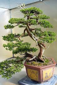 Chinese Juniper Bonsai Pine Bonsai Japanese Bonsai Tree Bonsai Tree