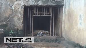 Pulau macan sebenarnya terdiri dari dua, yakni pulau macan besar, di mana terdapat eco resort dan fasilitas penunjang aktivitas wisata. Dua Harimau Di Semarang Zoo Lepas Dari Kandangnya Net Jateng Youtube