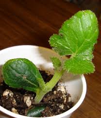 Check spelling or type a new query. Vegetable Seedling Identification Squash Seedlings
