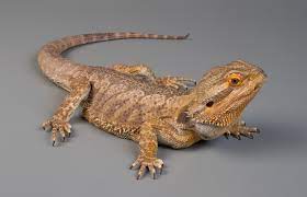 Bearded Dragon Diet Habitat Info Pictures Facts Care Baby Bearded Dragon Bearded Dragon Care Bearded Dragon