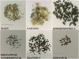 Flower Seed Identification Chart Flower Seeds Garden