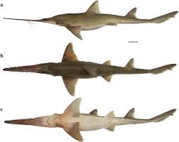 ) is a finned fish introduced in animal crossing: New Discovery Two New Species Of The Rarely Seen Six Gilled Sawshark In The West Indian Ocean Underwater360