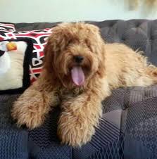 Get a boxer, husky, german shepherd pip our f2 golden doodle (approximately 55lbs) is the proud mother of 13 adorable puppies. Pin By Lawonda Houston On My Favorite Dog Doodle And Goldendoodles Doodle Dog Doodle Puppy Double Doodle