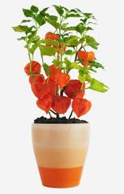 Chinese lanterns | spot of tea designs. Growing Potted Chinese Lanterns How To Care For Chinese Lantern In A Container