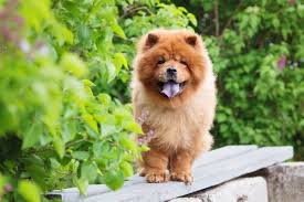 Über 7 millionen englischsprachige bücher. Dog Breeds With Blue Tongues My Animals