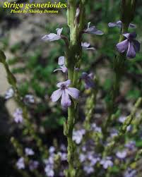 Image result for Striga