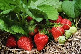 Plant at the right depth most strawberry plants are sold as crowns; 10 Tips For Growing Strawberries Plant Instructions