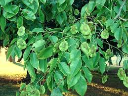 Image result for Pterocarpus indicus