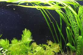 アンブリア キクモ ふわっとした丸い繊細な葉が美しい水草 水草動画ブログ