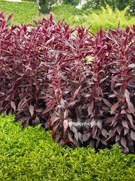 Image result for Iresine