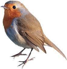 Poemes Pour Oiseaux Roodborstje Roodborstjes Vogels