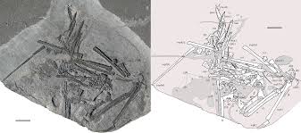 Cearadactylus is a genus of large anhanguerid pterodactyloid pterosaur from the romualdo formation of brazil, south america. Seazzadactylus Wikipedia