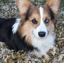 We do not have any puppies available currently. Pembroke Welsh Corgis A Puppy Buying Guide