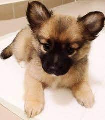 Trust Us Not All Mixed Dogs Look Like Mangy Junkyard Mutts Which Come On Are Pretty Cute Too In Fact Here S A Rule Of Thumb When One Gorg Cute Fluffy Puppies