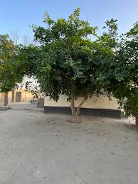 Image result for Mitragyna stipulosa