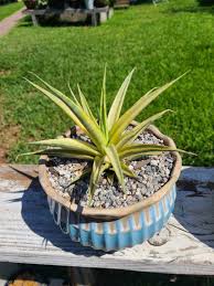 Image result for Scleria gracillima