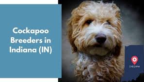 Check spelling or type a new query. 11 Cockapoo Breeders In Indiana In Cockapoo Puppies For Sale Animalfate
