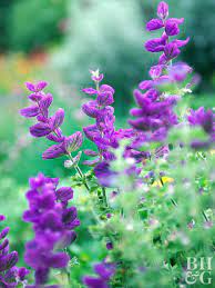31 Salvia Varieties That Will Look Stunning In Your Garden Purple Flowers Garden Types Of Purple Flowers Purple Flowers