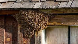 Often confused with carpenter bees, bumble bees are characterized by the hairiness of the abdomen (carpenter bees have a smooth abdomen). How To Get Rid Of Bees Safely Effectively Responsibly Pestkilled